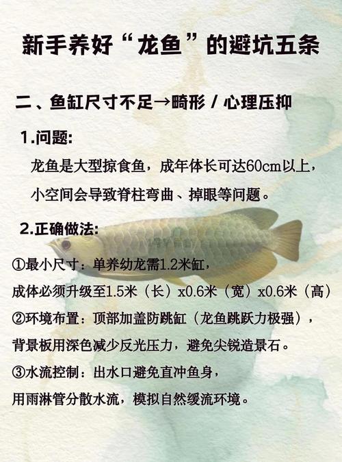 龙鱼一开始养要怎么养/龙鱼刚到家需要怎么做-第2张图片 龙鱼一开始养要怎么养/龙鱼刚到家需要怎么做-第2张图片