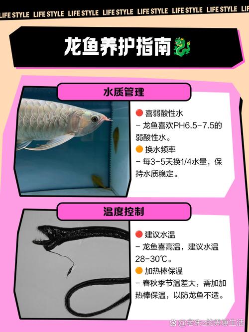龙鱼一开始养要怎么养/龙鱼刚到家需要怎么做-第3张图片 龙鱼一开始养要怎么养/龙鱼刚到家需要怎么做-第3张图片