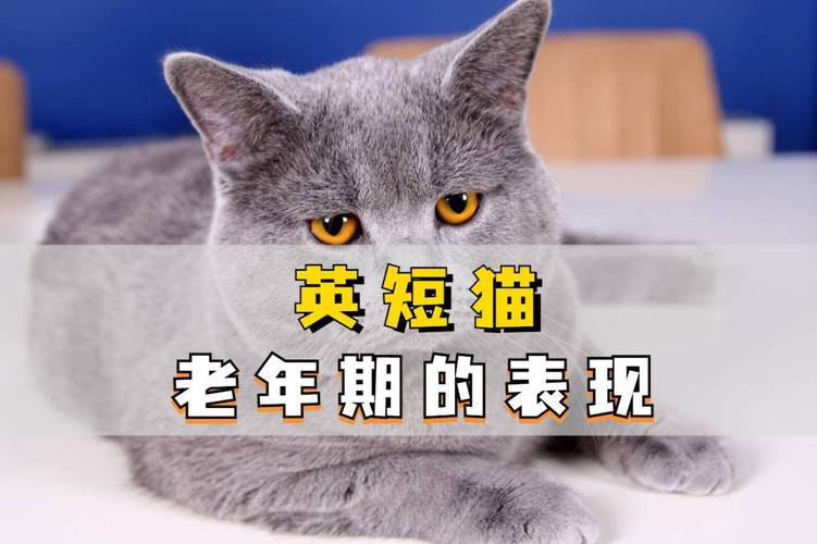 解析“猫的寿命一般多长”你不知道的事-第2张图片 解析“猫的寿命一般多长”你不知道的事-第2张图片