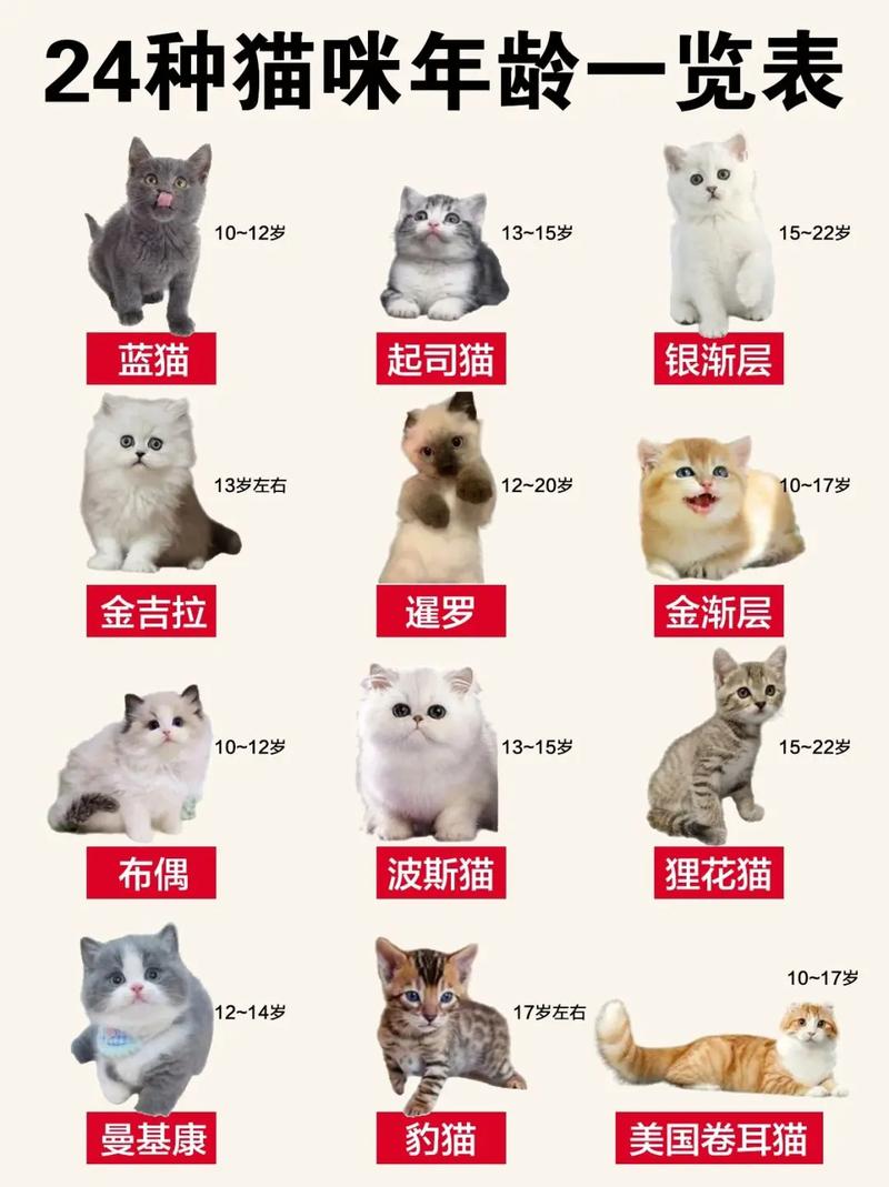 解析“猫的寿命一般多长”你不知道的事-第3张图片 解析“猫的寿命一般多长”你不知道的事-第3张图片