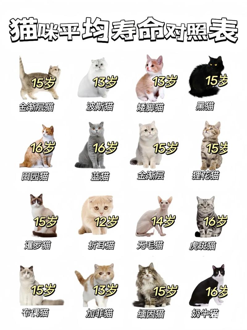 解析“猫的寿命一般多长”你不知道的事-第4张图片 解析“猫的寿命一般多长”你不知道的事-第4张图片