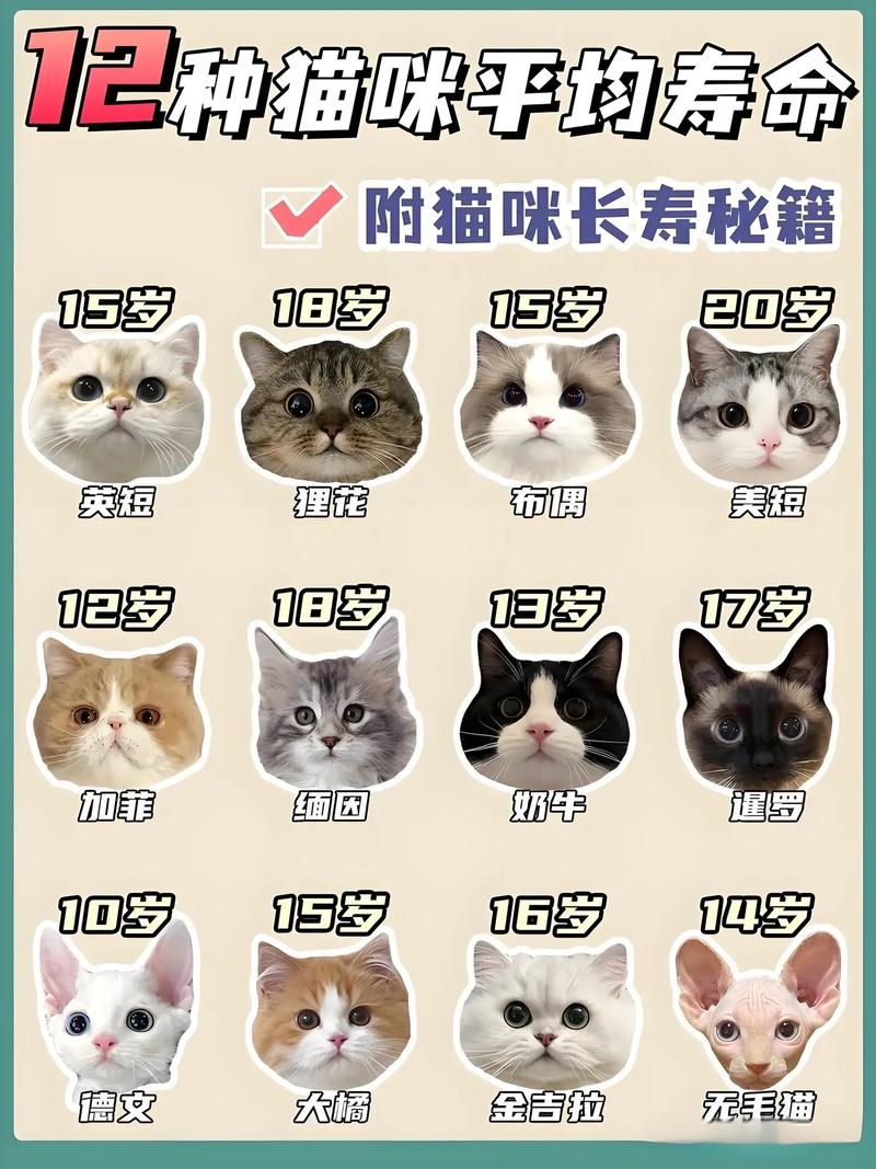 解析“猫的寿命一般多长”你不知道的事-第6张图片 解析“猫的寿命一般多长”你不知道的事-第6张图片