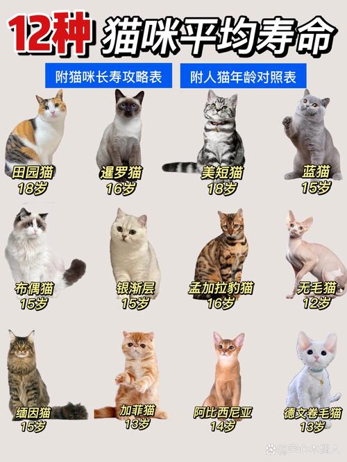 解析“猫的寿命一般多长”你不知道的事-第9张图片 解析“猫的寿命一般多长”你不知道的事-第9张图片