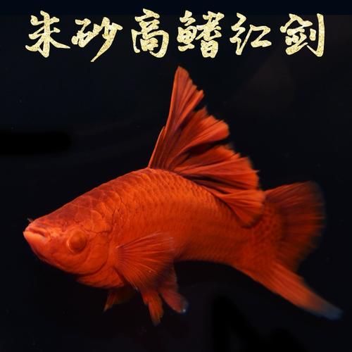 作为消费者“红剑鱼公母区别”你不能不知道-第1张图片 作为消费者“红剑鱼公母区别”你不能不知道-第1张图片