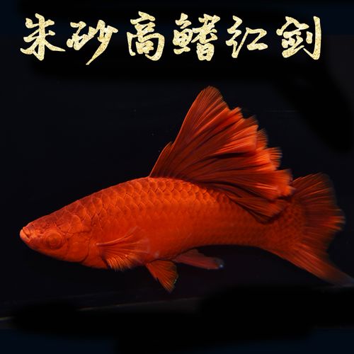 作为消费者“红剑鱼公母区别”你不能不知道-第2张图片 作为消费者“红剑鱼公母区别”你不能不知道-第2张图片