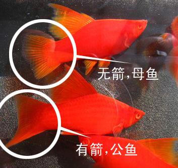 作为消费者“红剑鱼公母区别”你不能不知道-第3张图片 作为消费者“红剑鱼公母区别”你不能不知道-第3张图片