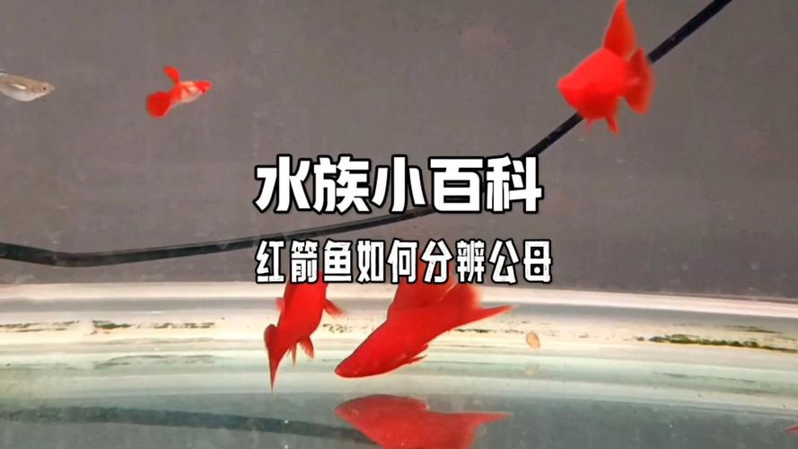 作为消费者“红剑鱼公母区别”你不能不知道-第10张图片 作为消费者“红剑鱼公母区别”你不能不知道-第10张图片