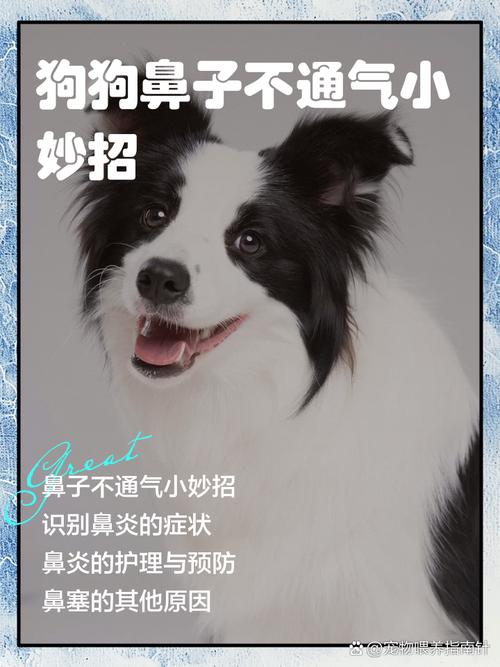 狗狗鼻子不通气小妙招/鼻子堵塞10秒解决-第5张图片 狗狗鼻子不通气小妙招/鼻子堵塞10秒解决-第5张图片