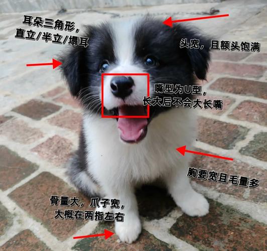 作为消费者“边境梗是边牧吗”你不能不知道-第3张图片 作为消费者“边境梗是边牧吗”你不能不知道-第3张图片