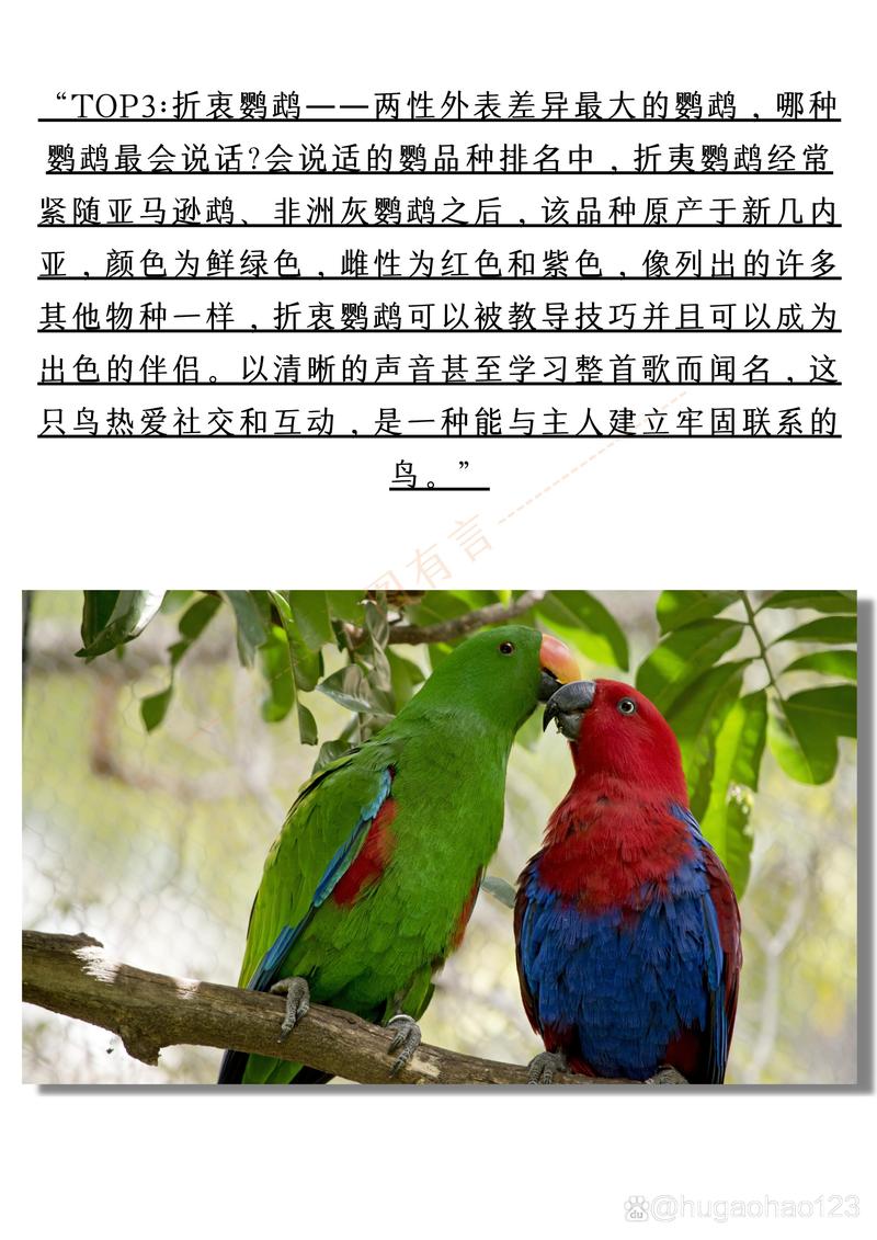 橙翅亚马逊鹦鹉会说话吗-黄翼亚马逊鹦鹉说话视频-第1张图片 橙翅亚马逊鹦鹉会说话吗-黄翼亚马逊鹦鹉说话视频-第1张图片
