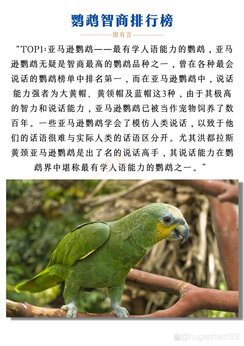 橙翅亚马逊鹦鹉会说话吗-黄翼亚马逊鹦鹉说话视频-第6张图片 橙翅亚马逊鹦鹉会说话吗-黄翼亚马逊鹦鹉说话视频-第6张图片
