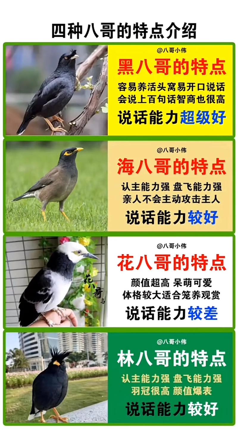 橙翅亚马逊鹦鹉会说话吗-黄翼亚马逊鹦鹉说话视频-第8张图片 橙翅亚马逊鹦鹉会说话吗-黄翼亚马逊鹦鹉说话视频-第8张图片