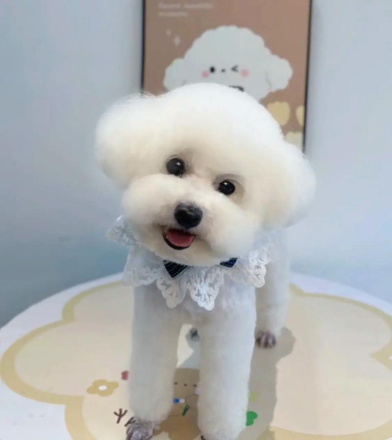 解析“白色贵宾犬费用多少钱一只”你不知道的事-第1张图片 解析“白色贵宾犬费用多少钱一只”你不知道的事-第1张图片