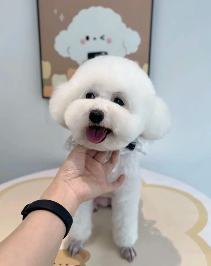 解析“白色贵宾犬费用多少钱一只”你不知道的事-第6张图片 解析“白色贵宾犬费用多少钱一只”你不知道的事-第6张图片