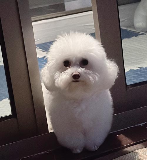 解析“白色贵宾犬费用多少钱一只”你不知道的事-第8张图片 解析“白色贵宾犬费用多少钱一只”你不知道的事-第8张图片