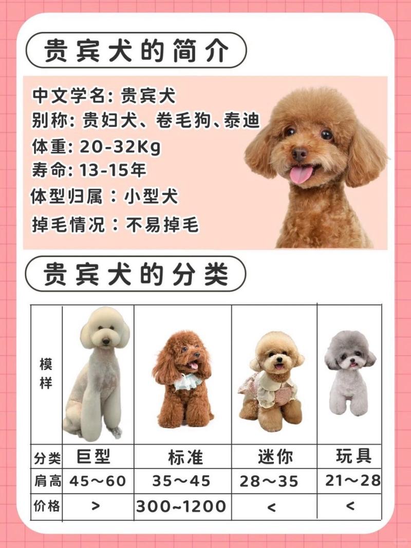 解析“白色贵宾犬费用多少钱一只”你不知道的事-第9张图片 解析“白色贵宾犬费用多少钱一只”你不知道的事-第9张图片