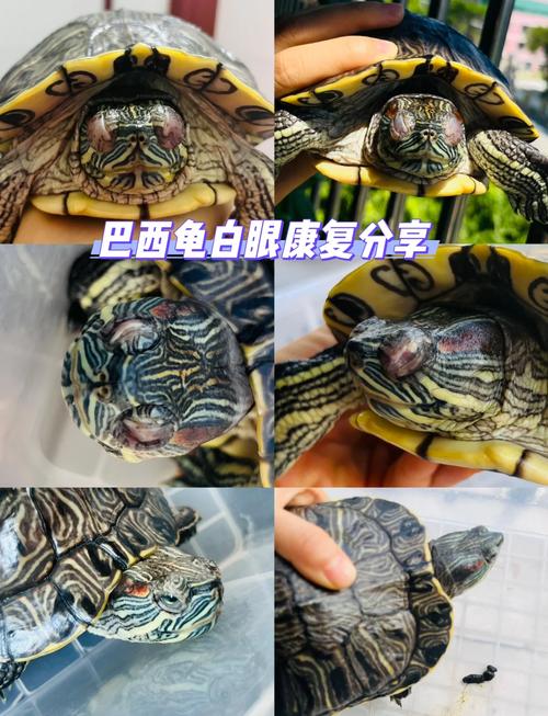 作为消费者“巴西龟白眼严重怎么治疗”你不能不知道-第8张图片 作为消费者“巴西龟白眼严重怎么治疗”你不能不知道-第8张图片