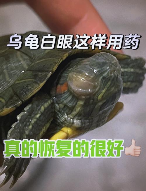 作为消费者“巴西龟白眼严重怎么治疗”你不能不知道-第9张图片 作为消费者“巴西龟白眼严重怎么治疗”你不能不知道-第9张图片