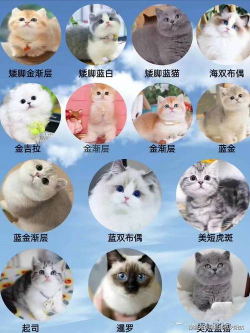 作为消费者“白獒幼崽多少钱一只”你不能不知道-第4张图片 作为消费者“白獒幼崽多少钱一只”你不能不知道-第4张图片