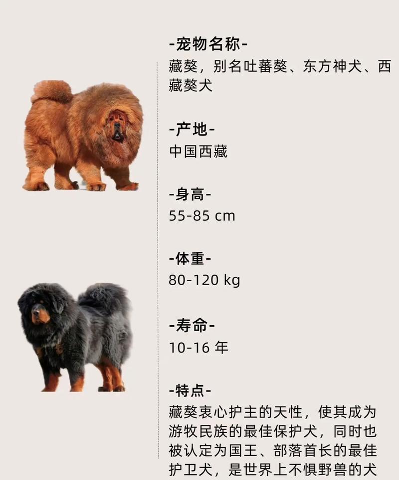 作为消费者“白獒幼崽多少钱一只”你不能不知道-第7张图片 作为消费者“白獒幼崽多少钱一只”你不能不知道-第7张图片