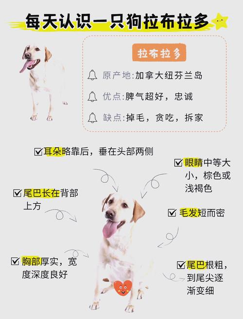 拉布拉多犬优缺点-拉布拉多犬优点在哪-第1张图片 拉布拉多犬优缺点-拉布拉多犬优点在哪-第1张图片