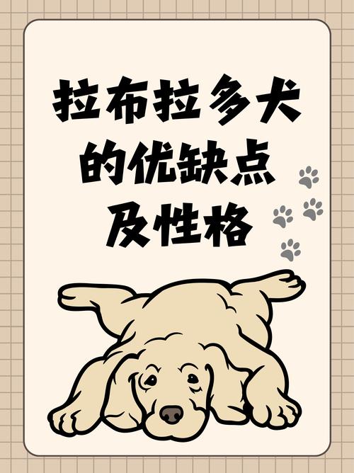 拉布拉多犬优缺点-拉布拉多犬优点在哪-第2张图片 拉布拉多犬优缺点-拉布拉多犬优点在哪-第2张图片