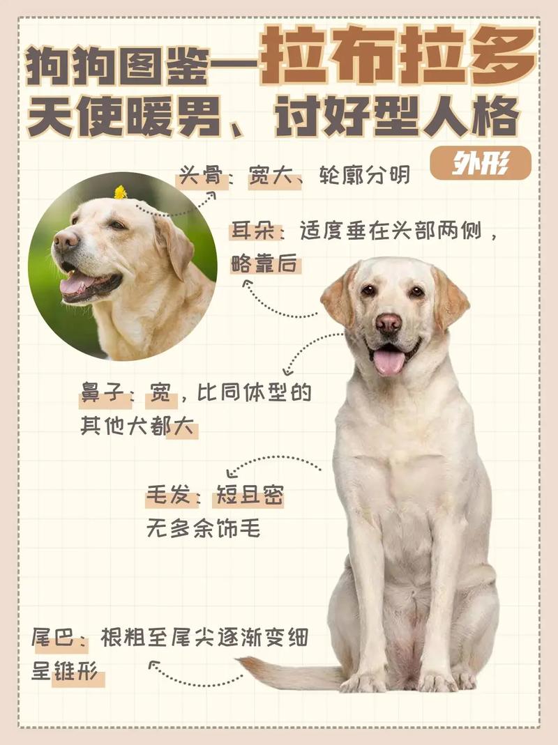 拉布拉多犬优缺点-拉布拉多犬优点在哪-第3张图片 拉布拉多犬优缺点-拉布拉多犬优点在哪-第3张图片