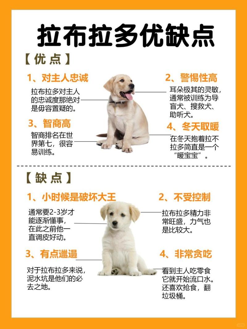 拉布拉多犬优缺点-拉布拉多犬优点在哪-第5张图片 拉布拉多犬优缺点-拉布拉多犬优点在哪-第5张图片
