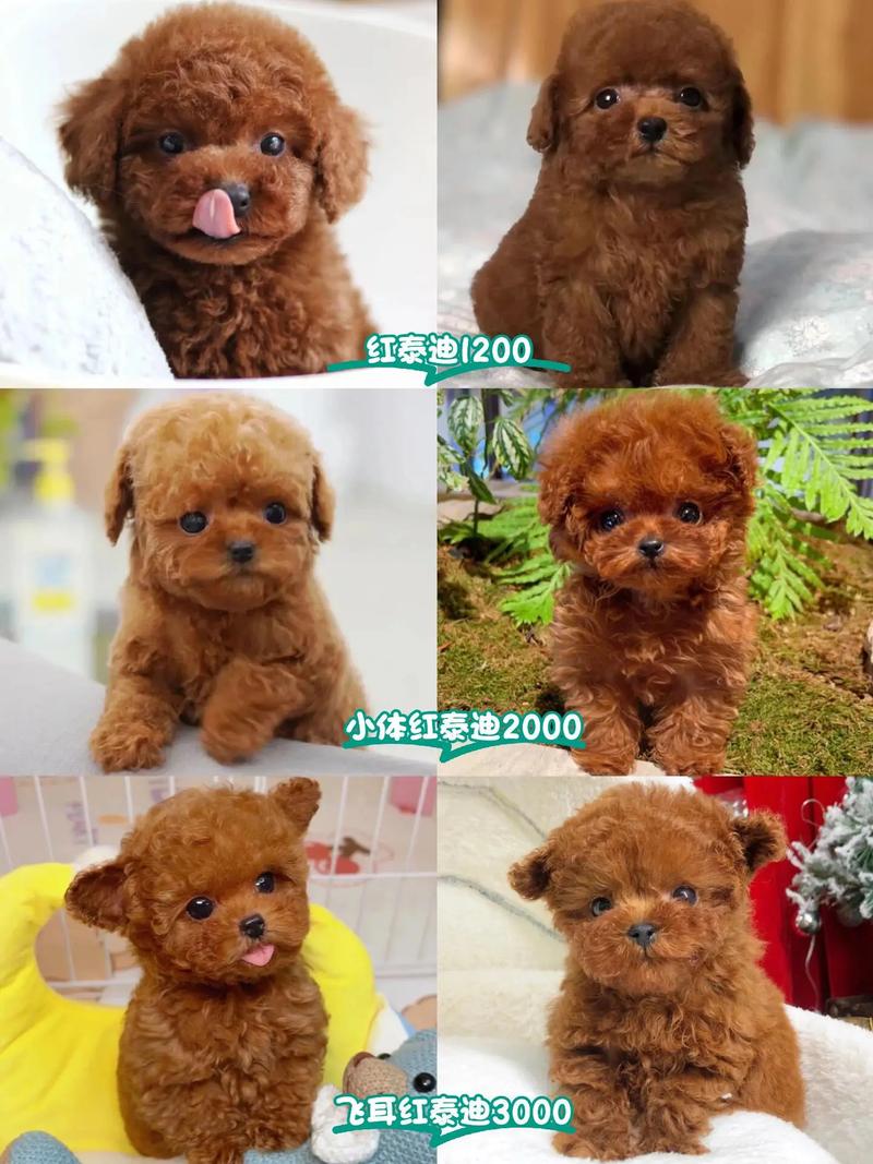 巨型犬体型排名前十名瘦高-巨型犬品种大全排第一的狗-第1张图片 巨型犬体型排名前十名瘦高-巨型犬品种大全排第一的狗-第1张图片