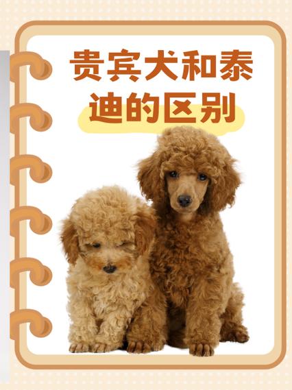 巨型犬体型排名前十名瘦高-巨型犬品种大全排第一的狗-第3张图片 巨型犬体型排名前十名瘦高-巨型犬品种大全排第一的狗-第3张图片