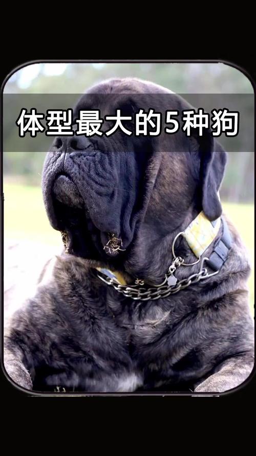 巨型犬体型排名前十名瘦高-巨型犬品种大全排第一的狗-第4张图片 巨型犬体型排名前十名瘦高-巨型犬品种大全排第一的狗-第4张图片