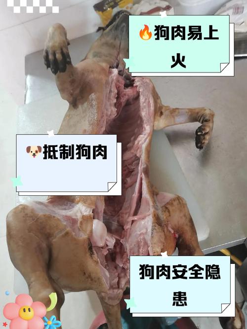狗吃狗肉会怎么样/狗吃狗肉有什么副作用么-第2张图片 狗吃狗肉会怎么样/狗吃狗肉有什么副作用么-第2张图片