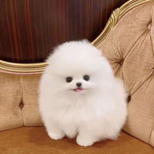 黑色长毛腊肠犬/黑色长毛腊肠犬多一只-第1张图片 黑色长毛腊肠犬/黑色长毛腊肠犬多一只-第1张图片