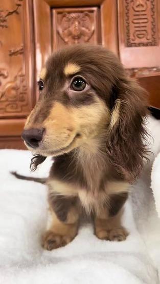 黑色长毛腊肠犬/黑色长毛腊肠犬多一只-第2张图片 黑色长毛腊肠犬/黑色长毛腊肠犬多一只-第2张图片