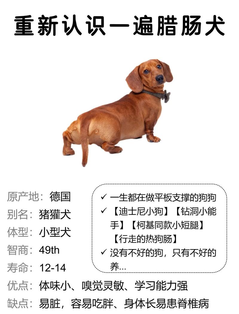 黑色长毛腊肠犬/黑色长毛腊肠犬多一只-第3张图片 黑色长毛腊肠犬/黑色长毛腊肠犬多一只-第3张图片