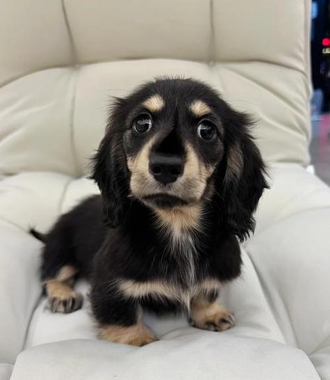 黑色长毛腊肠犬/黑色长毛腊肠犬多一只-第4张图片 黑色长毛腊肠犬/黑色长毛腊肠犬多一只-第4张图片