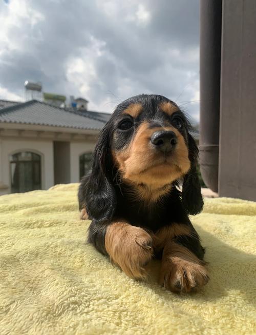 黑色长毛腊肠犬/黑色长毛腊肠犬多一只-第7张图片 黑色长毛腊肠犬/黑色长毛腊肠犬多一只-第7张图片
