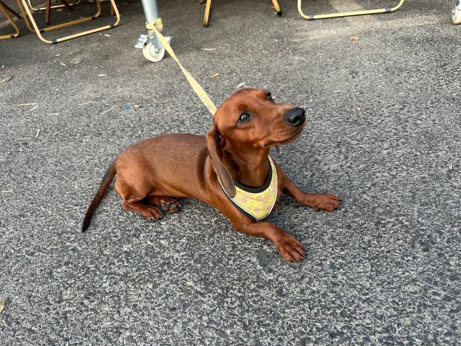 黑色长毛腊肠犬/黑色长毛腊肠犬多一只-第9张图片 黑色长毛腊肠犬/黑色长毛腊肠犬多一只-第9张图片