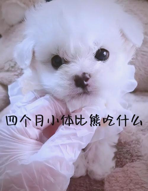 四个月的狗狗一天喂几次,四个月的狗一天喂几顿-第5张图片 四个月的狗狗一天喂几次,四个月的狗一天喂几顿-第5张图片