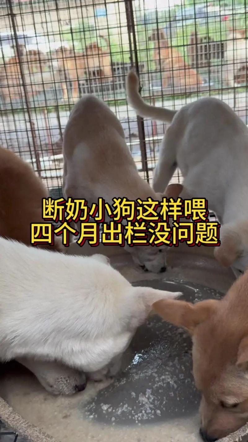 四个月的狗狗一天喂几次,四个月的狗一天喂几顿-第6张图片 四个月的狗狗一天喂几次,四个月的狗一天喂几顿-第6张图片