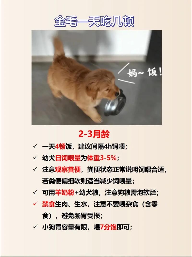四个月的狗狗一天喂几次,四个月的狗一天喂几顿-第7张图片 四个月的狗狗一天喂几次,四个月的狗一天喂几顿-第7张图片