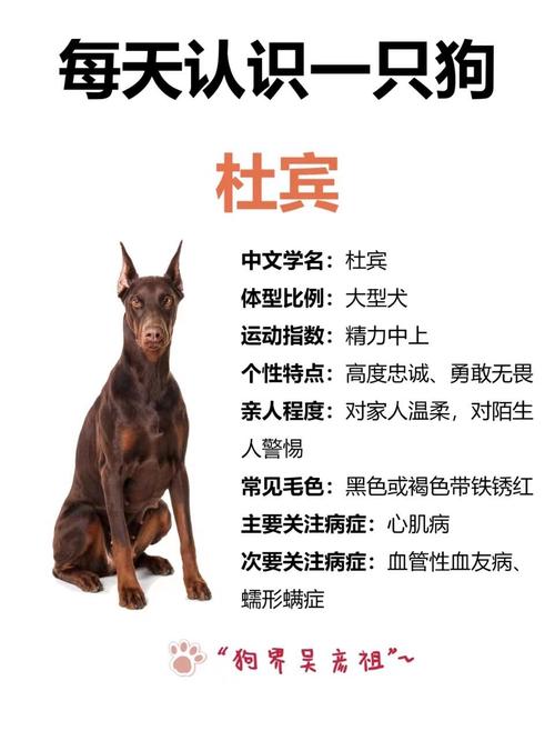 杜宾多少钱一条,杜宾费用多少-第2张图片 杜宾多少钱一条,杜宾费用多少-第2张图片
