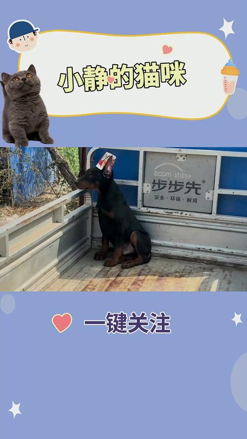 杜宾多少钱一条,杜宾费用多少-第5张图片 杜宾多少钱一条,杜宾费用多少-第5张图片