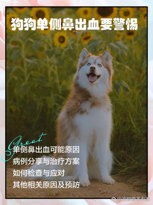 狗狗流鼻血怎么回事/狗狗流鼻血是怎么了-第1张图片 狗狗流鼻血怎么回事/狗狗流鼻血是怎么了-第1张图片