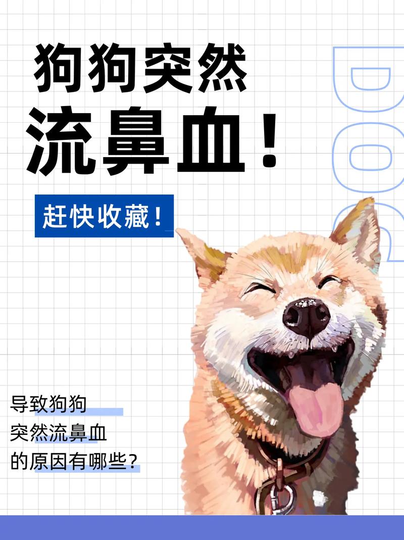狗狗流鼻血怎么回事/狗狗流鼻血是怎么了-第2张图片 狗狗流鼻血怎么回事/狗狗流鼻血是怎么了-第2张图片