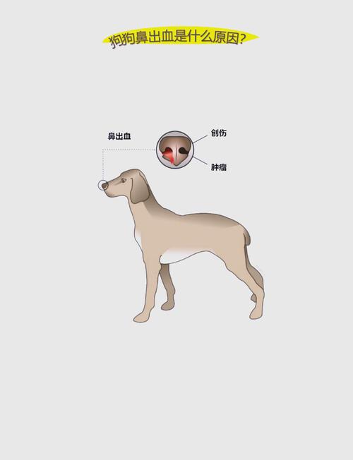 狗狗流鼻血怎么回事/狗狗流鼻血是怎么了-第4张图片 狗狗流鼻血怎么回事/狗狗流鼻血是怎么了-第4张图片