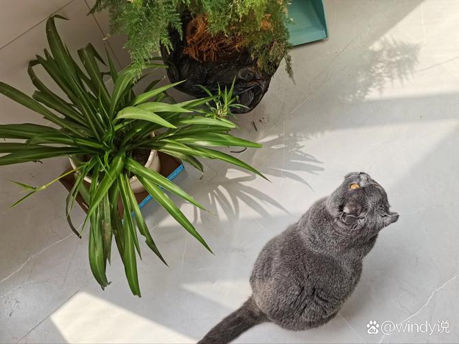 作为消费者“猫咪吃吊兰会中毒吗”你不能不知道-第1张图片 作为消费者“猫咪吃吊兰会中毒吗”你不能不知道-第1张图片