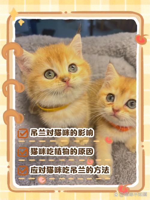 作为消费者“猫咪吃吊兰会中毒吗”你不能不知道-第7张图片 作为消费者“猫咪吃吊兰会中毒吗”你不能不知道-第7张图片