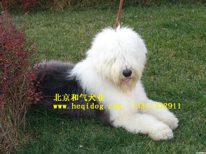 解析“古牧的原名叫什么名字”你不知道的事-第3张图片 解析“古牧的原名叫什么名字”你不知道的事-第3张图片