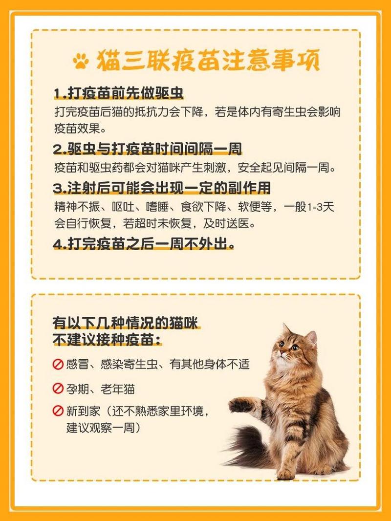 猫咪打完疫苗注意事项,猫打完疫苗注意什么-第5张图片 猫咪打完疫苗注意事项,猫打完疫苗注意什么-第5张图片